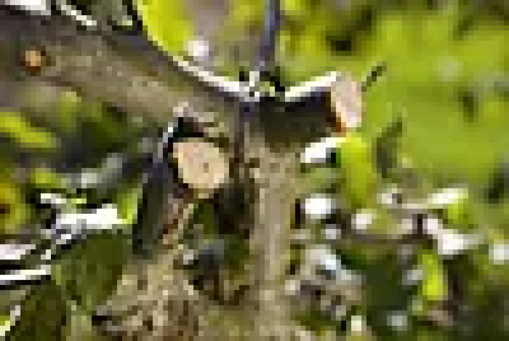 Beskjæringssaks Comfort Ratchet