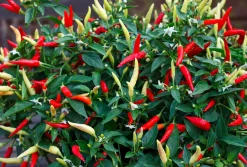 Chili basket of fire