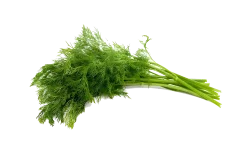 Dill frø